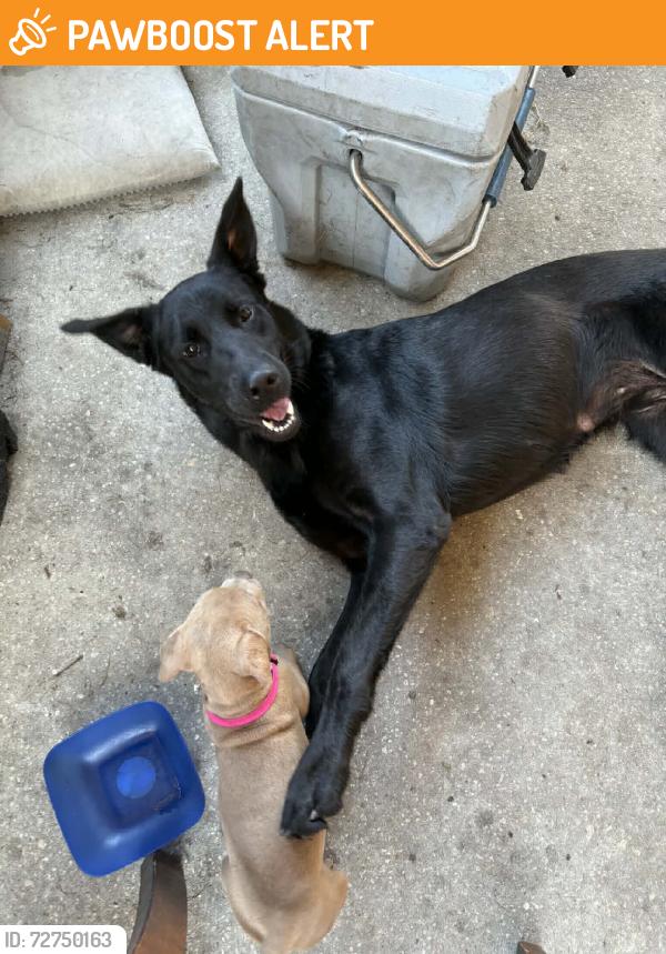 Found/Stray Female Dog last seen Near , Lake Panasoffkee, FL 33538