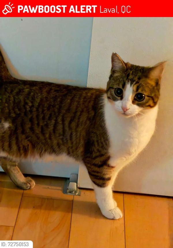Lost Female Cat last seen Laval, Laval, QC 
