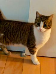 Lost Female Cat last seen Laval, Laval, QC 