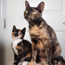 Shelter Stray Female Cat last seen , Port Richey, FL 34653