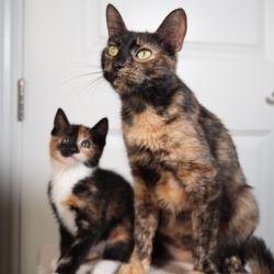 Shelter Stray Female Cat last seen , Port Richey, FL 34653