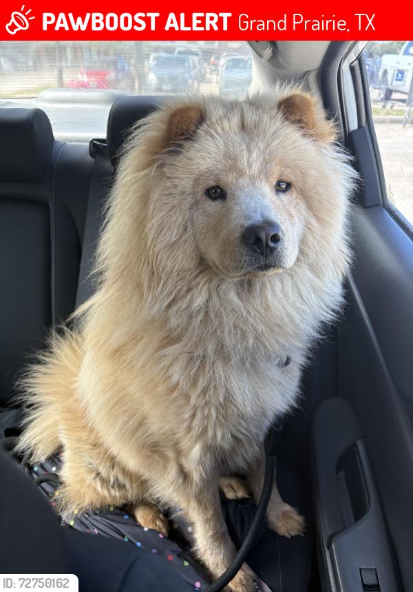 Lost Male Dog last seen West Westchester parkway Grand Prairie TX , Grand Prairie, TX 75052