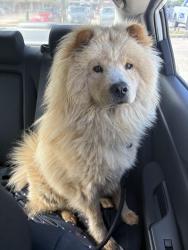 Lost Male Dog last seen West Westchester parkway Grand Prairie TX , Grand Prairie, TX 75052