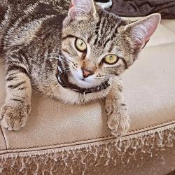 Lost Female Cat last seen Idk, Stone Mountain, GA 30088