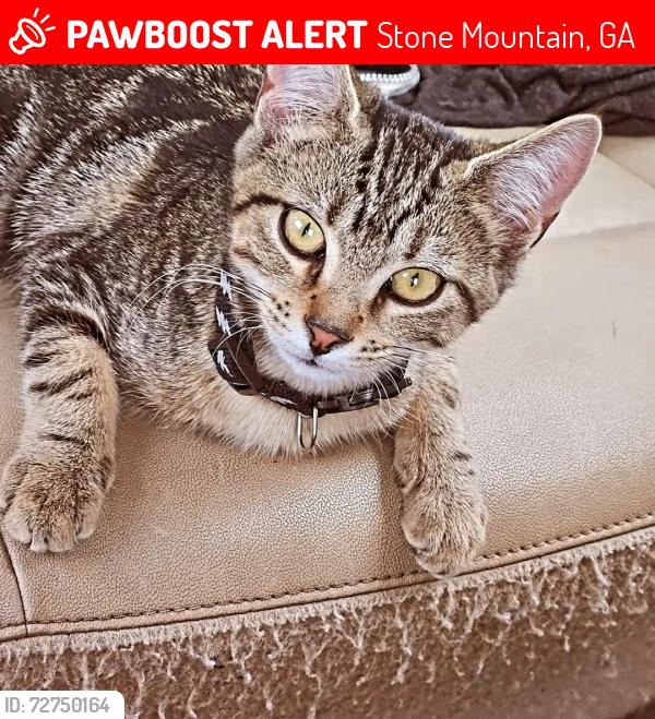 Lost Female Cat last seen Idk, Stone Mountain, GA 30088