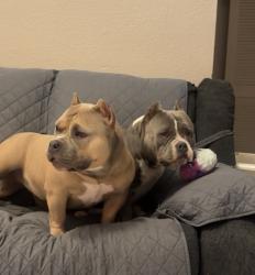 Reunited Female Dog last seen Ave I 23rd east , Lancaster, CA 93535