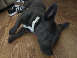 Lost Female Dog last seen g creek , Grape Creek, TX 76901