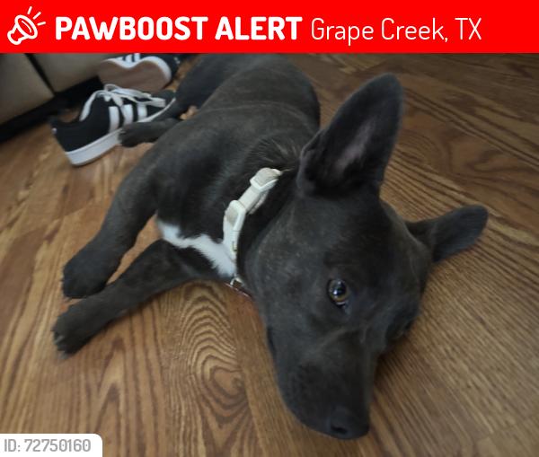 Lost Female Dog last seen g creek , Grape Creek, TX 76901