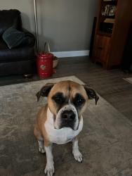 Lost Female Dog last seen Sadler dr, Glen Allen, VA 23060