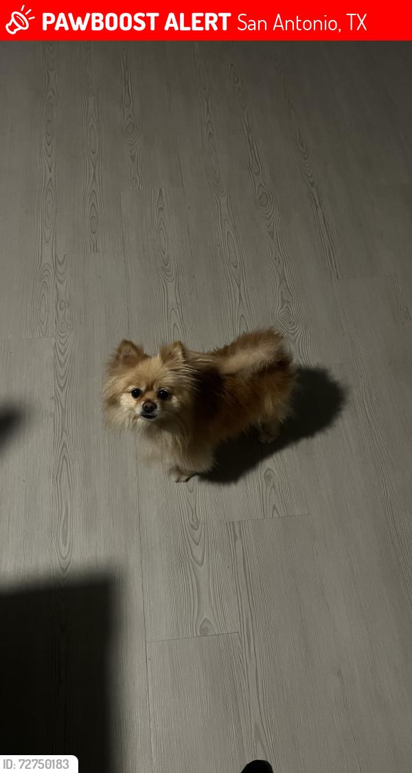 Lost Female Dog last seen Monterey st & old highway 90, San Antonio, TX 78237