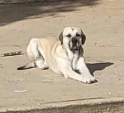 Lost Male Dog last seen Near , Coldspring, TX 77331
