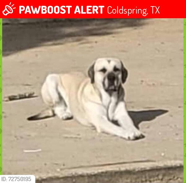 Lost Male Dog last seen Near , Coldspring, TX 77331