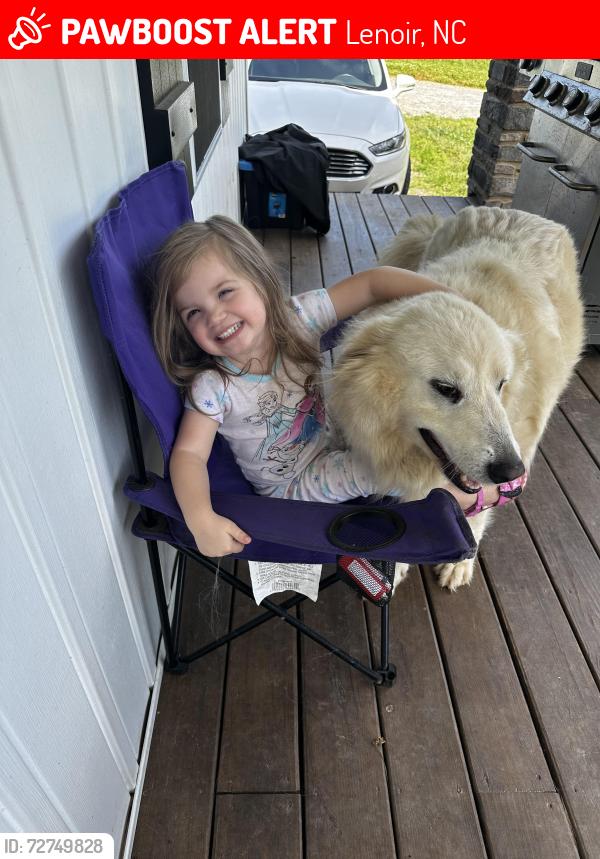 Lost Female Dog last seen Nuway circle, Lenoir NC, Lenoir, NC 28645