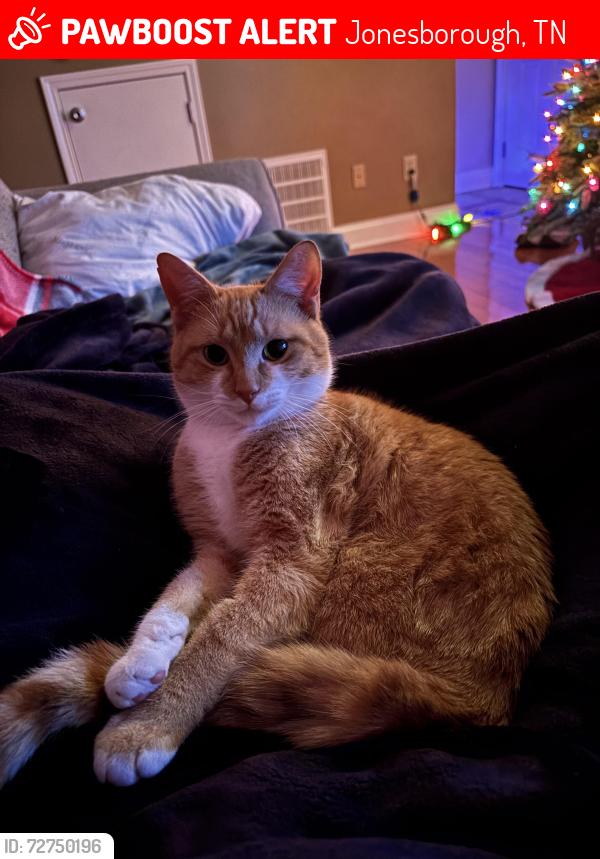 Lost Male Cat last seen Cherry Ridge Road / Payne Road, Jonesborough, TN 37659