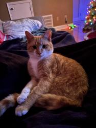 Lost Male Cat last seen Cherry Ridge Road / Payne Road, Jonesborough, TN 37659