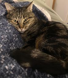 Lost Female Cat last seen Las seen on E. Anazazi Dr. Flagstaff, AZ, Flagstaff, AZ 86004