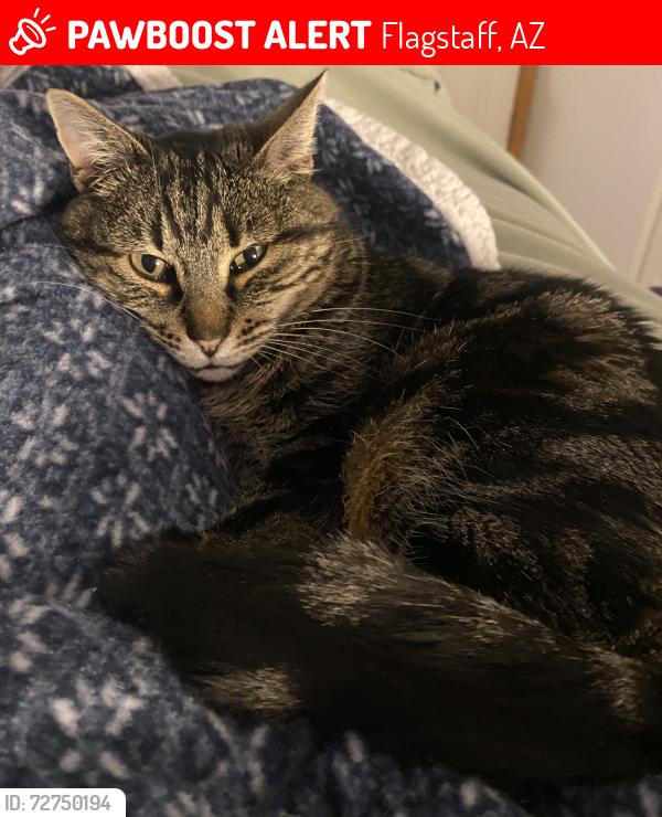 Lost Female Cat last seen Las seen on E. Anazazi Dr. Flagstaff, AZ, Flagstaff, AZ 86004