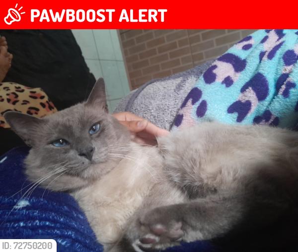 Lost Male Cat last seen Casa em construção , Jardim São Carlos, SP 06694