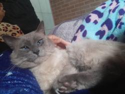 Lost Male Cat last seen Casa em construção , Jardim São Carlos, SP 06694