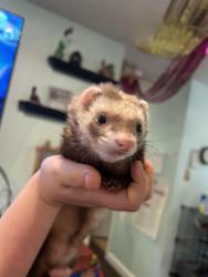 Lost Female Ferret last seen Dollar General on County Farm and Landon, Gulfport, MS 39503