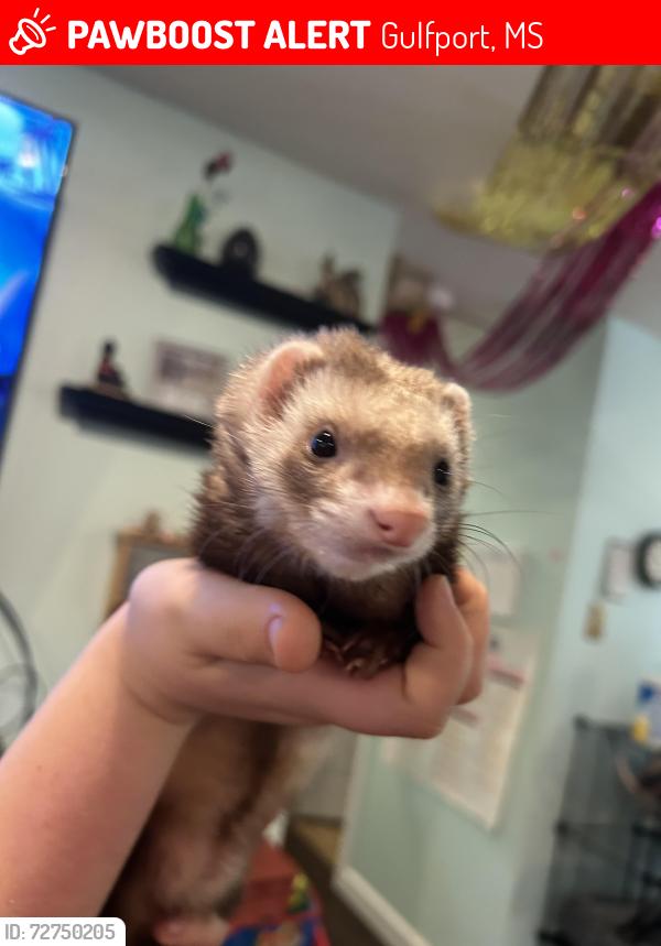 Lost Female Ferret last seen Dollar General on County Farm and Landon, Gulfport, MS 39503