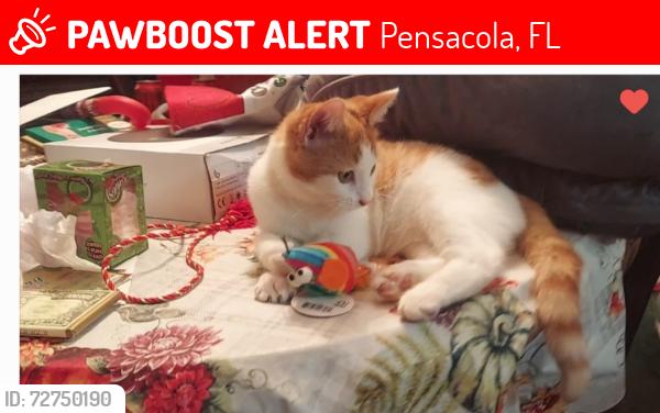 Lost Male Cat last seen Near Cassia Dr,  Pensacola FL  32506, Pensacola, FL 32506