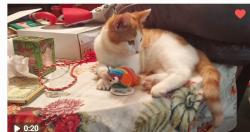 Lost Male Cat last seen Near Cassia Dr,  Pensacola FL  32506, Pensacola, FL 32506