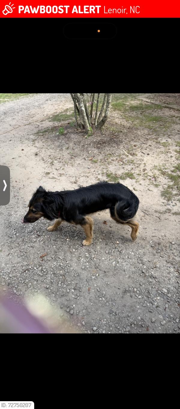 Lost Female Dog last seen Lenoir NC, Lenoir, NC 28645