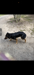 Lost Female Dog last seen Lenoir NC, Lenoir, NC 28645
