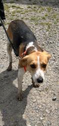 Found/Stray Male Dog last seen McFarland Rd, Harnett County, NC 28368