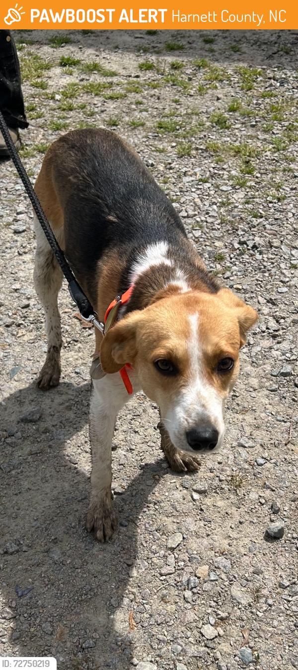 Found/Stray Male Dog last seen McFarland Rd, Harnett County, NC 28368