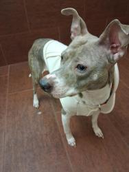 Lost Female Dog last seen Behind CVS, Chesapeake, VA 23323