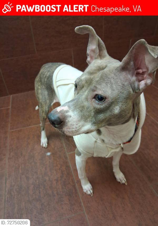 Lost Female Dog last seen Behind CVS, Chesapeake, VA 23323