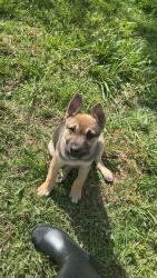 Lost Female Dog last seen Warrington way, Forney, TX 75126