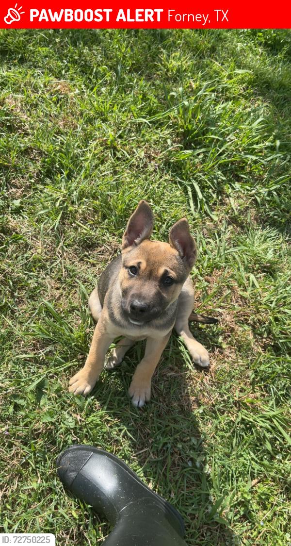 Lost Female Dog last seen Warrington way, Forney, TX 75126