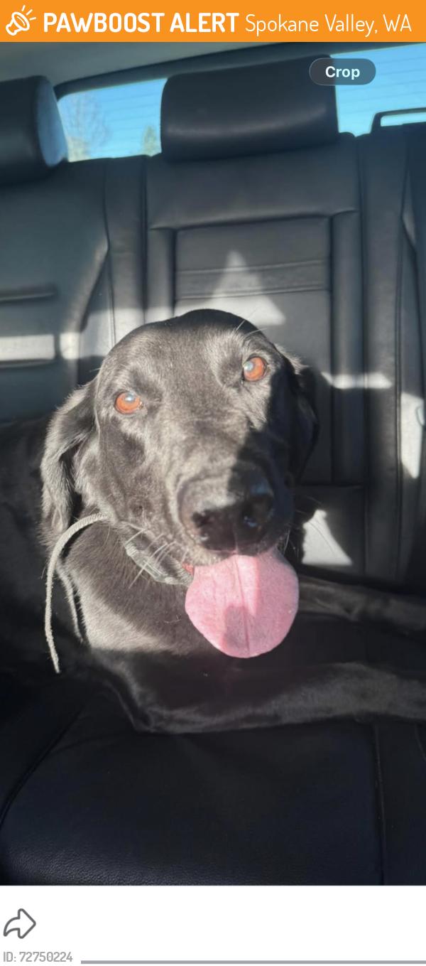 Found/Stray Male Dog last seen Evergreen/Sprague (Wake Up Call Coffee), Spokane Valley, WA 99216