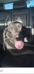 Found/Stray Male Dog last seen Evergreen/Sprague (Wake Up Call Coffee), Spokane Valley, WA 99216