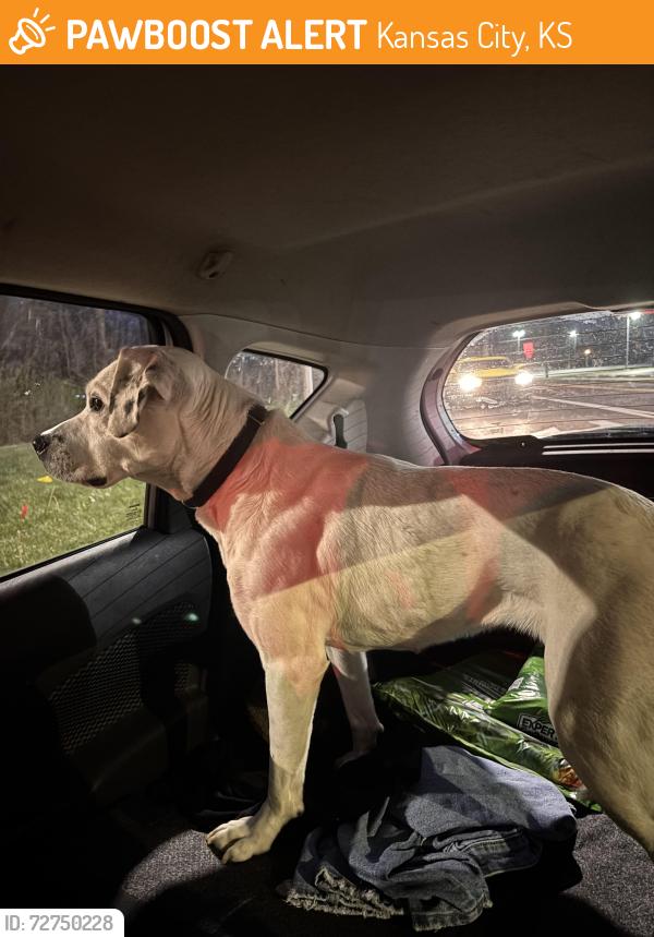 Found/Stray Female Dog last seen Oak grove and 55th street, Kansas City, KS 66106