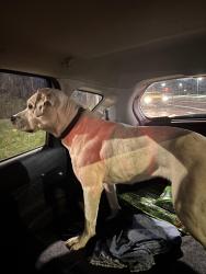 Found/Stray Female Dog last seen Oak grove and 55th street, Kansas City, KS 66106