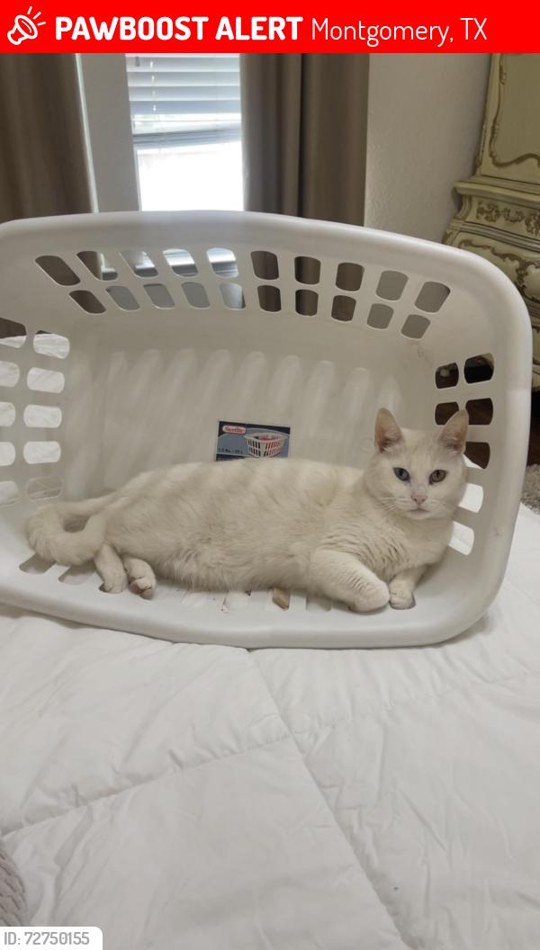 Lost Female Cat last seen Cartwright Rd, Montgomery, TX 77316