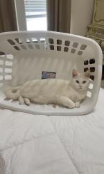 Lost Female Cat last seen Cartwright Rd, Montgomery, TX 77316