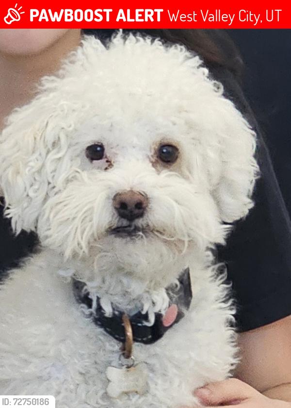 Lost Male Dog last seen Near West 4300 South, West Valley City, UT 84128