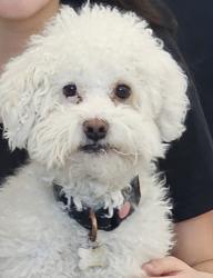 Lost Male Dog last seen Near West 4300 South, West Valley City, UT 84128
