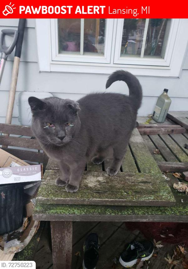 Lost Male Cat last seen Mayfair, Lansing, MI 48912