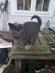 Lost Male Cat last seen Mayfair, Lansing, MI 48912