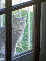 Found/Stray Unknown Cat last seen Near , Lancaster, OH 43130