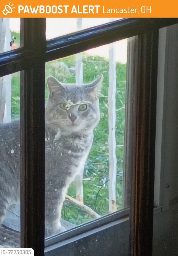 Found/Stray Unknown Cat last seen Near , Lancaster, OH 43130