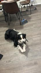 Lost Male Dog last seen Red plain Addition , Claremore, OK 74019