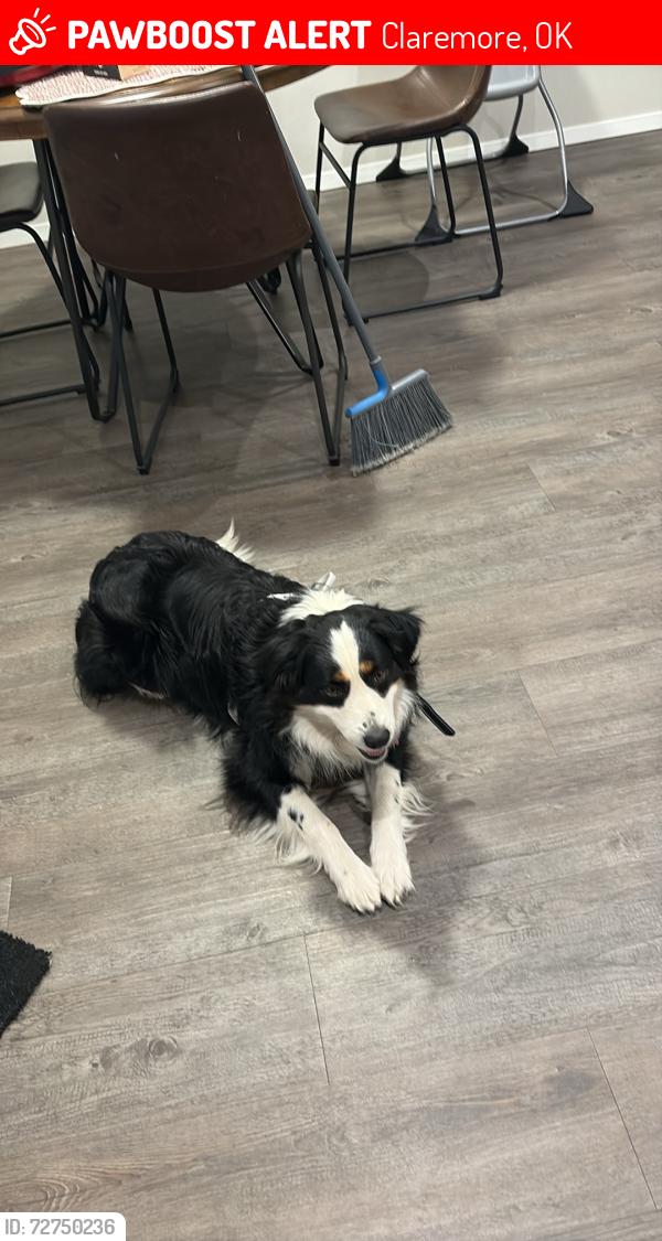 Lost Male Dog last seen Red plain Addition , Claremore, OK 74019