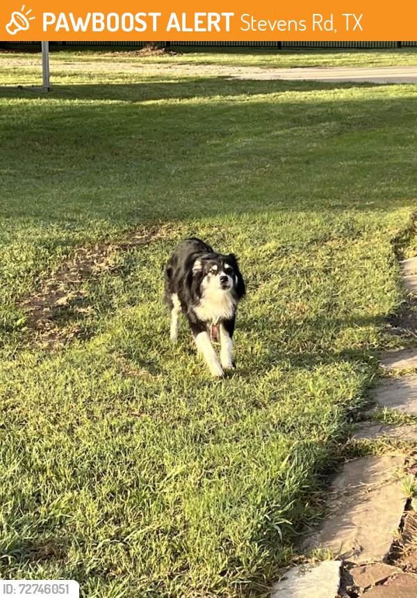Found/Stray Male Dog last seen Stevens and McDonald Road in Rockwall/Heath, Stevens Rd, TX 75032